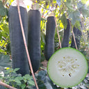 Black General Wax Gourd Seeds, 5g
