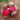 Globular Beetroot Seeds, 10g