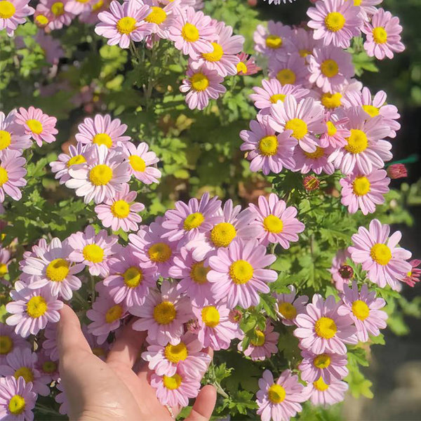 Painted Daisy Seeds, 200 Seeds