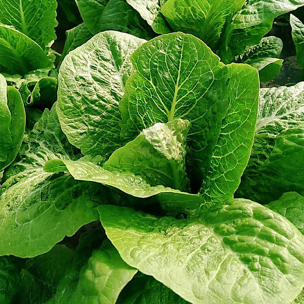 Little Gem Lettuce Seeds, 3g