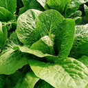 Little Gem Lettuce Seeds, 3g