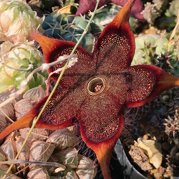 Carrion Flower Seeds, 10 Seeds