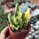 Variegated 'Fairy Castle' Live Cactus, 5-6cm