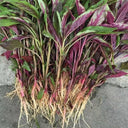 Zixia Red Willow-Leaf Amaranth Seeds, 10g