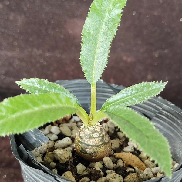 W955 Dorstenia crispa, 5 Seeds