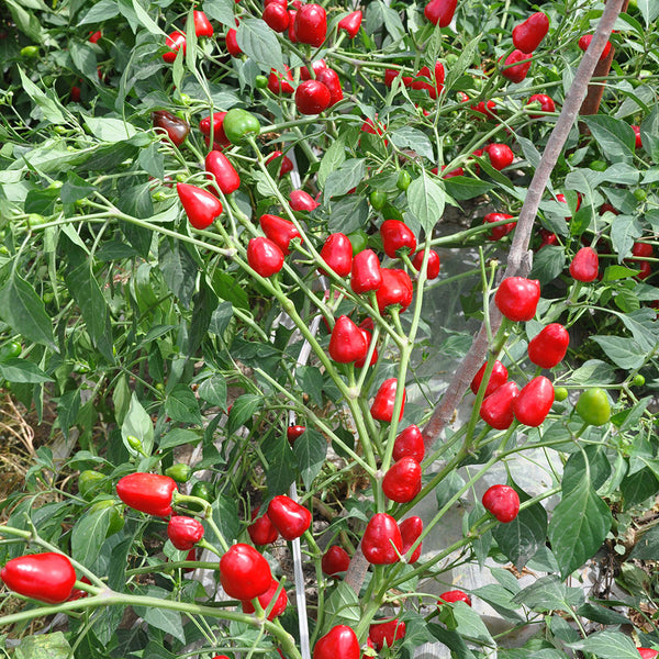 Spicy Aromatic Jar Pepper Seeds, 0.5g