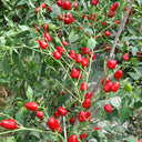 Spicy Aromatic Jar Pepper Seeds, 0.5g