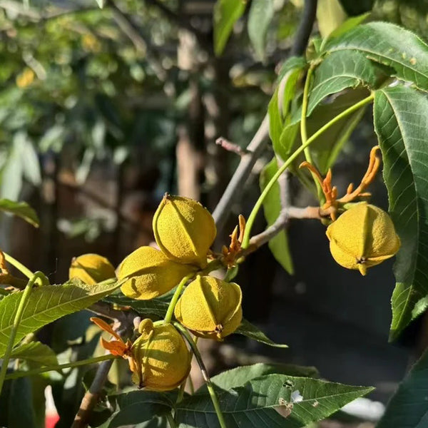 Mountain Walnut, 10 Seeds