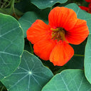 Royal Scarlet' Red Nasturtium Seeds, 50 Seeds