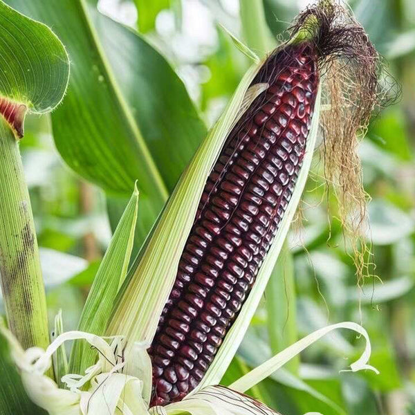 'Yu Heitian Nuo 950' Black Corn Seeds, 100g