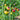 436 Starinska Zuta Tomato, 5 Seeds