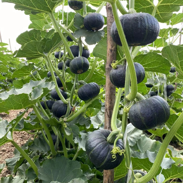 Green Baby Mini Pumpkin Seeds, 50 Seeds