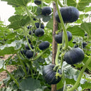 Green Baby Mini Pumpkin Seeds, 50 Seeds