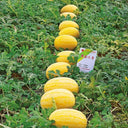 Golden No.3 Watermelon Seeds, Pack of 100