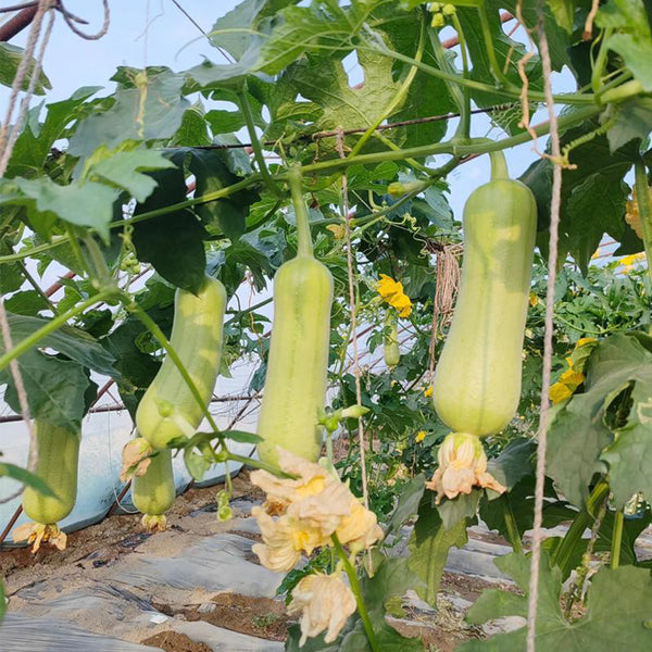 'Xiangyubai' Luffa Seeds, 10g