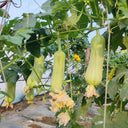 'Xiangyubai' Luffa Seeds, 10g