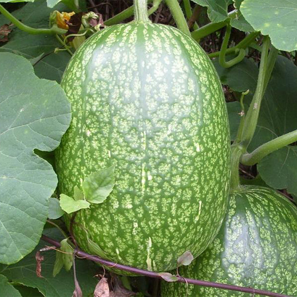Figleaf Gourd, 50 Seeds