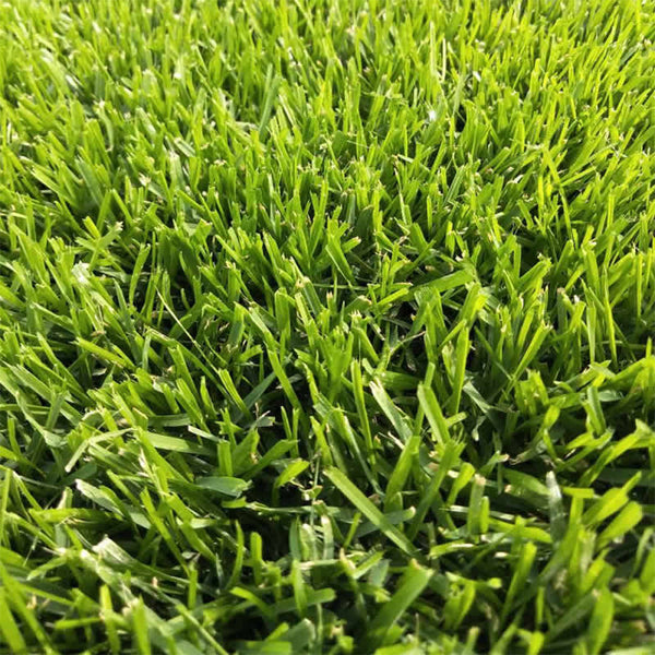 Turf-Type Tall Fescue Seeds, 50 Grams ≈ 20000 Seeds