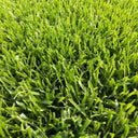 Turf-Type Tall Fescue Seeds, 50 Grams ≈ 20000 Seeds
