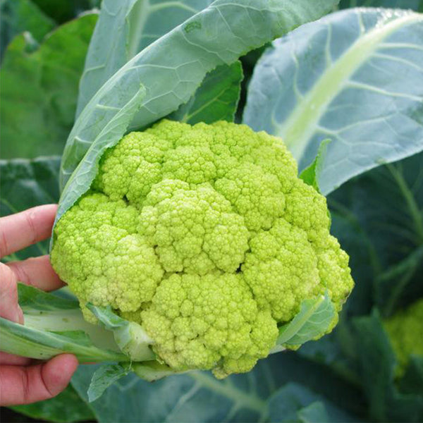 Green Cauliflower, 10 Seeds