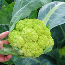 Green Cauliflower, 10 Seeds