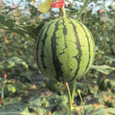 Rainbow Gift Watermelon Hybrid F1 Seeds, 20 Seeds