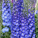 Blue Grandiflora Delphinium, 200 Seeds