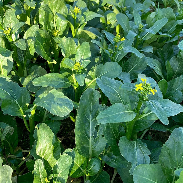 'Sijiu' No-Fiber Pointed-Leaf Choy Sum