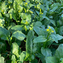 'Sijiu' No-Fiber Pointed-Leaf Choy Sum