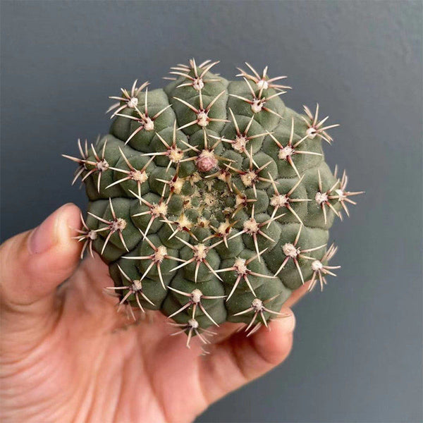 Gymnocalycium quehlianum, 3-4cm