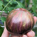 1014 Brian's Moonlight Tomato, 5 Seeds