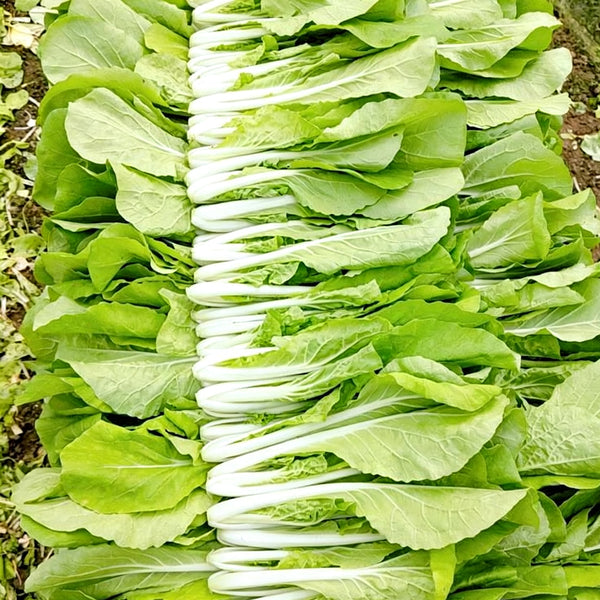 'Jiemei Golden Sweet' Bok Choy Seeds, 20g
