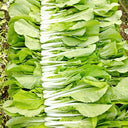 'Jiemei Golden Sweet' Bok Choy Seeds, 20g