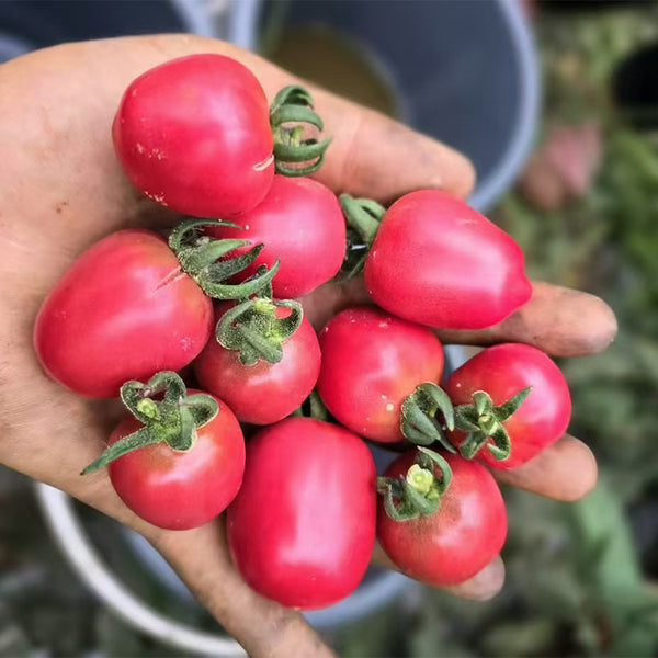 Little Purple Heart Tomato, 5 Seeds