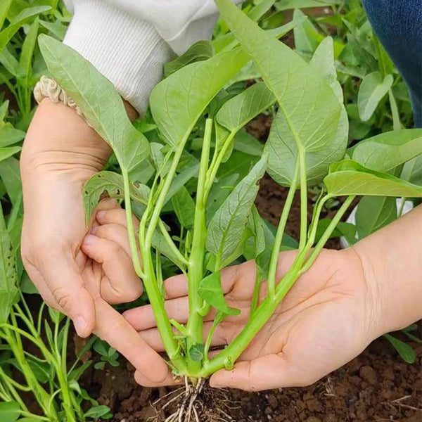 Three-Forked Water Spinach Seeds, 10g