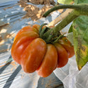 929 Sicilian Saucer Giant Tomato, 5 Seeds