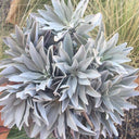 California White Sage, 5 Seeds