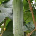 Qingmei Luffa Seeds, 20 Seeds