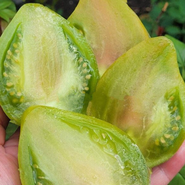 957 Sophia Green Heart Tomato, 5 Seeds