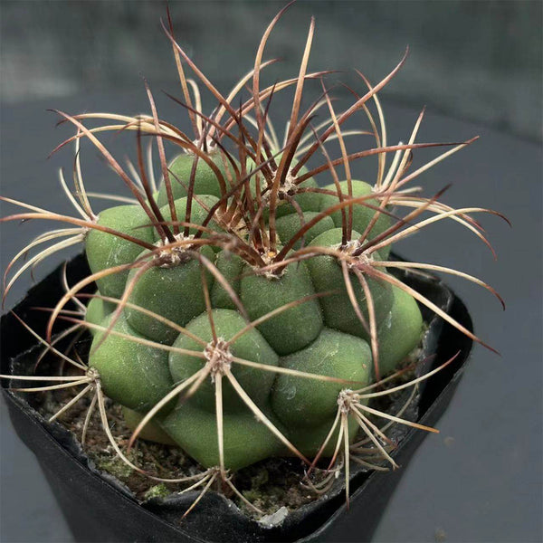 Gymnocalycium saglionis, 3-4cm