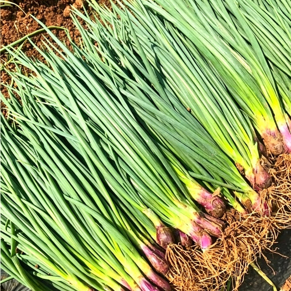 Shouhe Red Skin Scallion, 5g