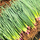 Shouhe Red Skin Scallion, 5g