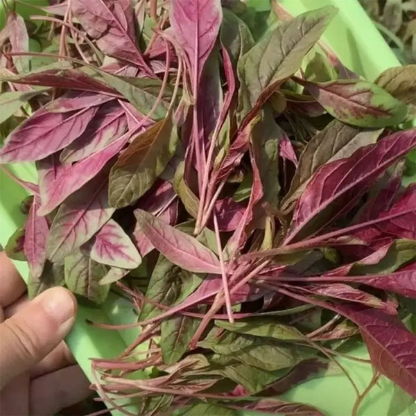 Zixia Red Willow-Leaf Amaranth Seeds, 10g
