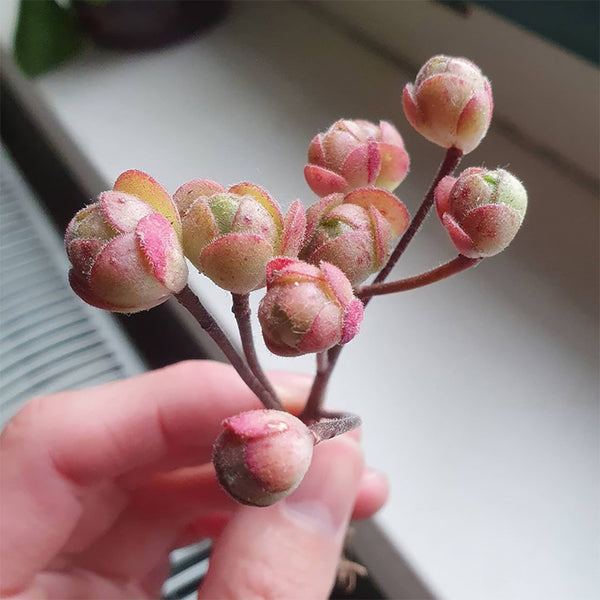 Aeonium saundersii, 1 Plant