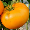 'Peaches and Cream' Tomato Seeds, 5 Seeds
