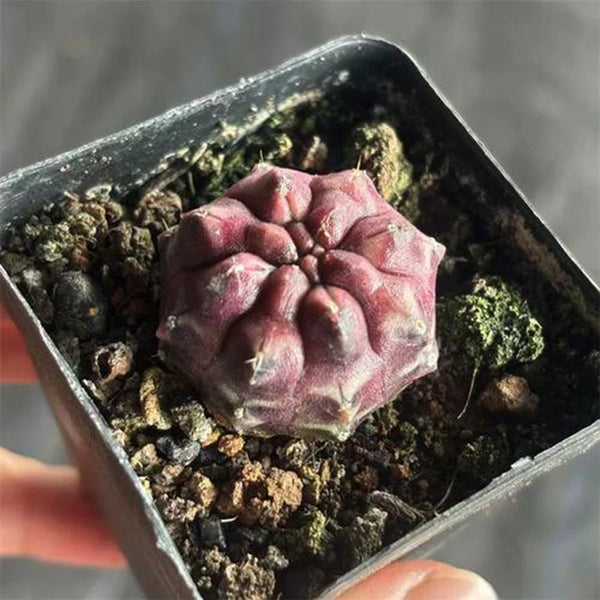 Gymnocalycium mihanovichii 'Day Dream', 2.5cm