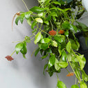 Hoya rosarioae, 5 Cuttings