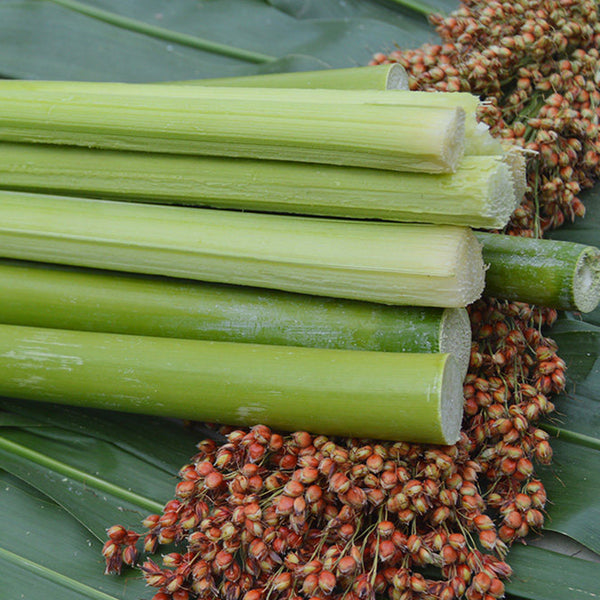 Traditional Sweet Sorghum Seeds, 10g