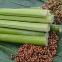 Traditional Sweet Sorghum Seeds, 10g