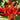 Tasty Upward-Growing Chili Pepper Seeds, 60 Seeds